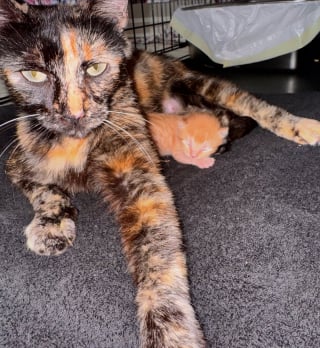 Illustration de l'article : Une chatte endeuillée par la perte de ses petits et un chaton qui n’a plus de mère trouvent du réconfort ensemble 