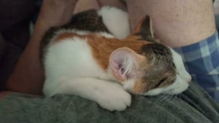 Illustration de l'article : 18 photos émouvantes de chiens et de chats qui viennent tout juste d’être adoptés