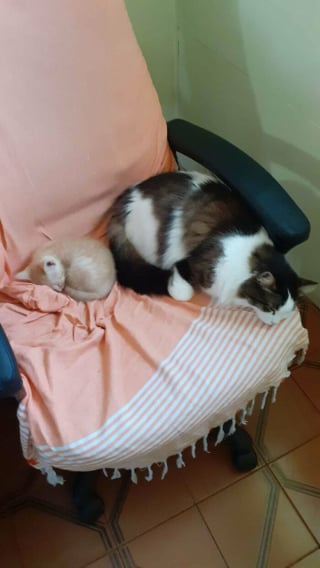 Illustration de l'article : 18 photos émouvantes de chiens et de chats qui viennent tout juste d’être adoptés
