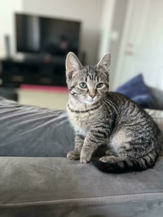 Illustration de l'article : 18 photos émouvantes de chiens et de chats qui viennent tout juste d’être adoptés