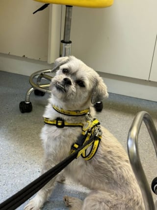 Illustration de l'article : 18 photos émouvantes de chiens et de chats qui viennent tout juste d’être adoptés