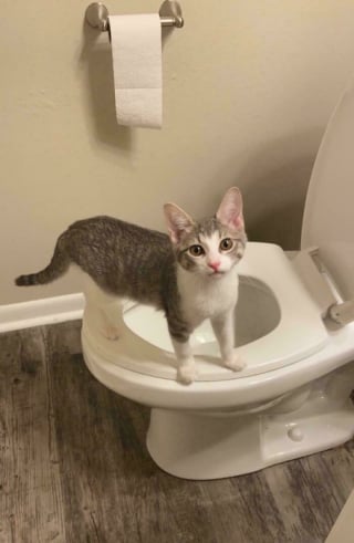 Illustration de l'article : 18 photos émouvantes de chiens et de chats qui viennent tout juste d’être adoptés