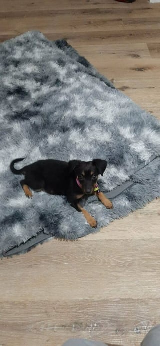 Illustration de l'article : 18 photos émouvantes de chiens et de chats qui viennent tout juste d’être adoptés