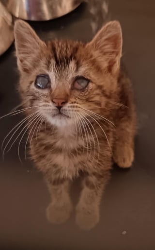 Illustration de l'article : Ce chaton « qui ne cherche qu’une chose, être aimé pour ce qu’il est » compte sur vous pour réaliser son rêve