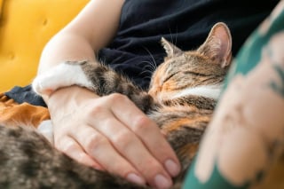 Illustration de l'article : 5 façons dont votre chat vous fait discrètement comprendre que vous lui manquez