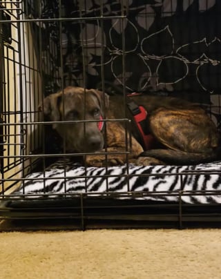 Illustration de l'article : Une chienne timide ne peut résister à l’envie de passer du temps avec sa nouvelle famille et sort de sa chambre (vidéo) 