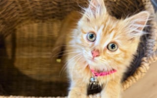 Illustration de l'article : Coincé dans le moteur d'une voiture, un chaton survit à la canicule et trouve une famille pour la vie