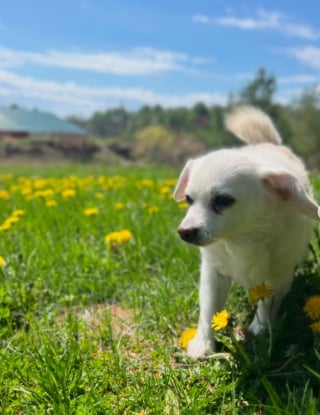 Illustration de l'article : "Je donnerais tout ce que j'ai pour ce petit garçon", un couple sacrifie son budget mariage pour sauver son chien malade 