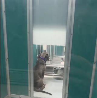 Illustration de l'article : « Partout dans le monde, des animaux attendent que quelqu’un les choisisse », un chiot de 6 mois sur la liste d'euthanasie trouve l’amour à temps