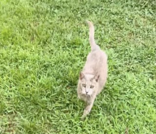 Illustration de l'article : Après 15 ans d’errance, une chatte mal en point découvre pour la première fois la chaleur d’un vrai lit (vidéo)