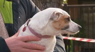 Illustration de l'article : En pleine nuit, ce Jack Russell a compris que la maison brûlait et a sauvé ses maîtres âgés