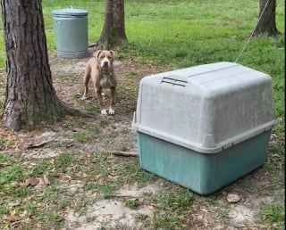 Illustration de l'article : Elle visite une maison et découvre un chien attaché, le contrat de vente donne des informations sur sa présence 