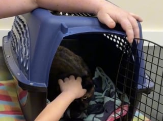 Illustration de l'article : Après avoir perdu tout espoir, cette famille reçoit des nouvelles de son chat disparu il y a 4 ans (vidéo)