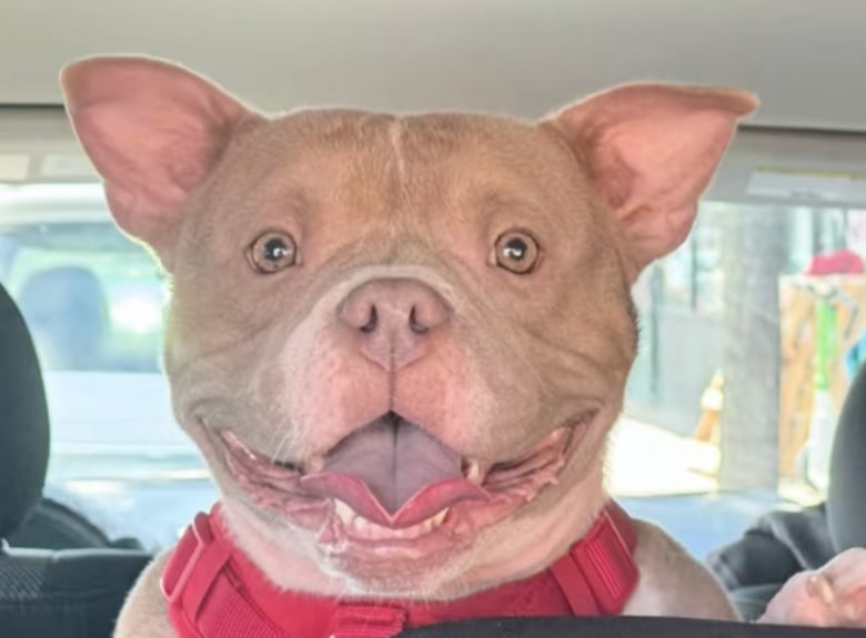 Illustration de l'article : Abandonnée sur un trottoir par ses propriétaires, cette chienne prend un nouveau départ (vidéo)