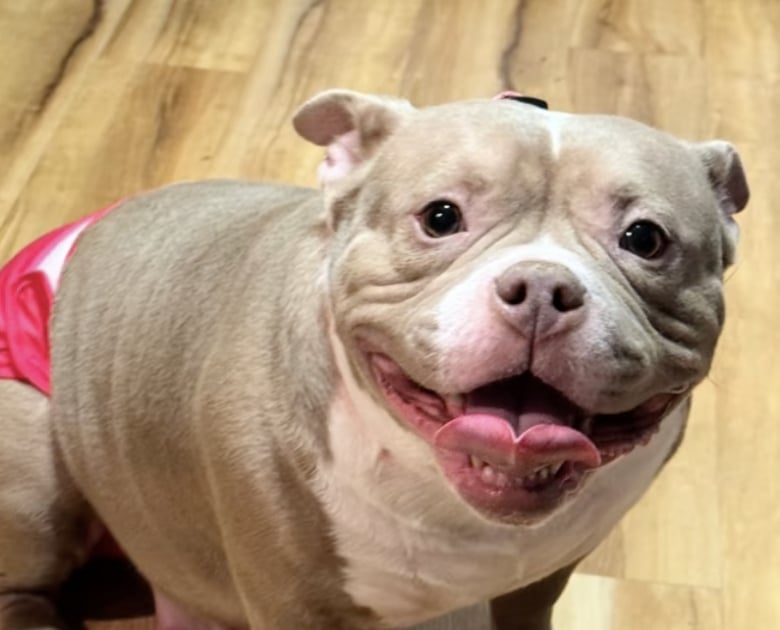 Illustration de l'article : Abandonnée sur un trottoir par ses propriétaires, cette chienne prend un nouveau départ (vidéo)