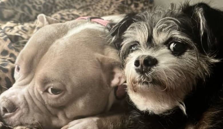 Illustration de l'article : Abandonnée sur un trottoir par ses propriétaires, cette chienne prend un nouveau départ (vidéo)