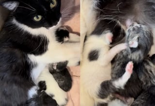 Illustration de l'article : Après avoir connu la rue, cette chatte met bas en pleine confiance dans le foyer dont elle a toujours rêvé