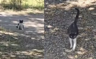 Illustration de l'article : Après avoir connu la rue, cette chatte met bas en pleine confiance dans le foyer dont elle a toujours rêvé
