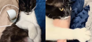 Illustration de l'article : Après avoir connu la rue, cette chatte met bas en pleine confiance dans le foyer dont elle a toujours rêvé