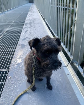 Illustration de l'article : Un pont trop effrayant pour les chiens, leur réserve désormais une voie dédiée pour le traverser sereinement