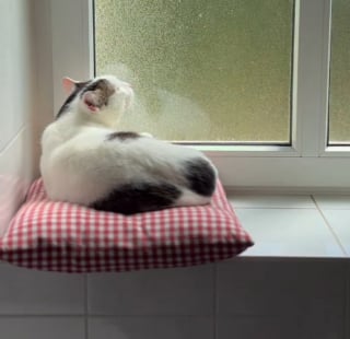 Illustration de l'article : Ce chat né avec seulement 2 pattes défie toutes les lois de la nature et court comme une fusée (vidéo)