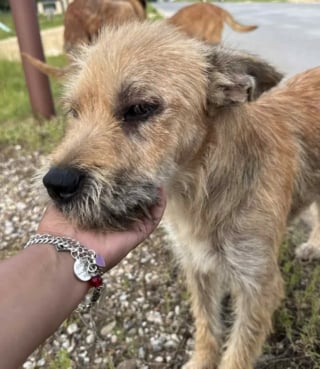 Illustration de l'article : "C’est mon chien, je vais tout faire pour l’avoir", une femme voit une vidéo d’un chien en détresse et n’hésite pas une seconde : 