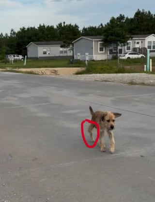Illustration de l'article : "C’est mon chien, je vais tout faire pour l’avoir", une femme voit une vidéo d’un chien en détresse et n’hésite pas une seconde : 