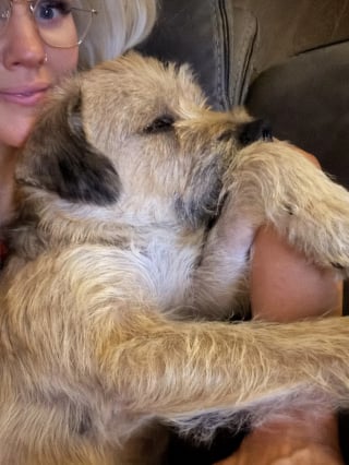 Illustration de l'article : "C’est mon chien, je vais tout faire pour l’avoir", une femme voit une vidéo d’un chien en détresse et n’hésite pas une seconde : 