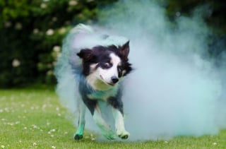 Illustration de l'article : 9 raisons pour lesquelles un chien peut secouer la tête