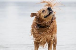 Illustration de l'article : 9 raisons pour lesquelles un chien peut secouer la tête