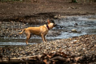 Illustration de l'article : 9 raisons pour lesquelles un chien peut secouer la tête