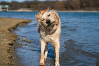 Illustration de l'article : 9 raisons pour lesquelles un chien peut secouer la tête