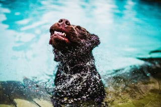 Illustration de l'article : 9 raisons pour lesquelles un chien peut secouer la tête