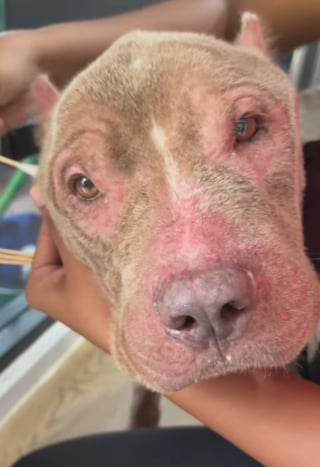 Illustration de l'article : Enchaîné et squelettique, ce Pitbull ne tenait plus debout, 6 semaines plus tard, il court comme un fou (vidéo)
