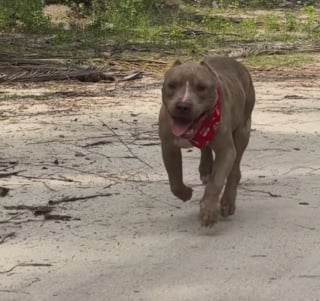 Illustration de l'article : Enchaîné et squelettique, ce Pitbull ne tenait plus debout, 6 semaines plus tard, il court comme un fou (vidéo)