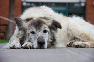 Illustration de l'article : 5 bonnes raisons d’adopter un chien âgé en refuge