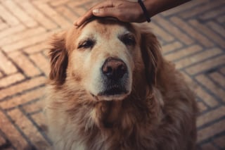 Illustration de l'article : 5 bonnes raisons d’adopter un chien âgé en refuge
