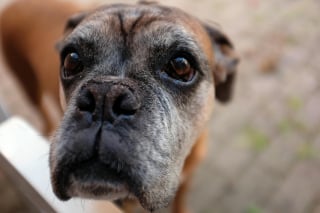 Illustration de l'article : 5 bonnes raisons d’adopter un chien âgé en refuge