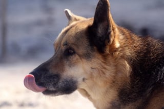 Illustration de l'article : Un chien victime de violences en pleine rue est désormais en sécurité, son propriétaire placé en garde à vue