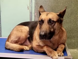 Illustration de l'article : Une famille contrainte à l’exil confie son chien bien-aimé à un refuge dans l’espoir qu’il lui offre un nouveau départ (vidéo)