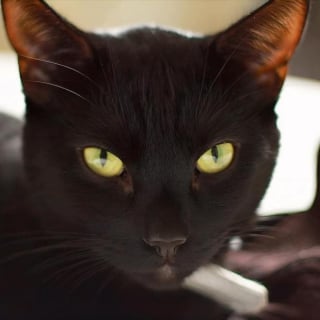 Illustration de l'article : Après la douloureuse perte de son chat, il transforme son jardin en refuge pour sauver d'autres vies en sa mémoire (vidéo)