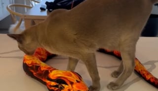 Illustration de l'article : Un chat cambrioleur vole une centaine d’euros de vêtements à ses voisins