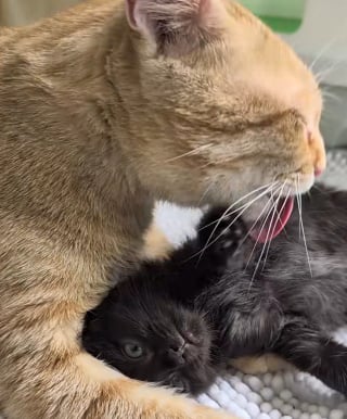 Illustration de l'article : 3 chatons orphelins retrouvent tendresse et sécurité grâce à un ancien chat errant devenu papa de cœur