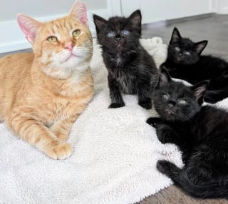 Illustration de l'article : 3 chatons orphelins retrouvent tendresse et sécurité grâce à un ancien chat errant devenu papa de cœur