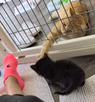 Illustration de l'article : 3 chatons orphelins retrouvent tendresse et sécurité grâce à un ancien chat errant devenu papa de cœur