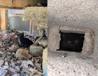 Illustration de l'article : 3 chatons orphelins retrouvent tendresse et sécurité grâce à un ancien chat errant devenu papa de cœur