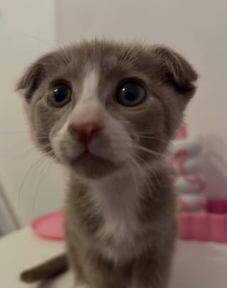 Illustration de l'article : Ce félin au visage unique ressemble à la fois à un chien et à un chat 