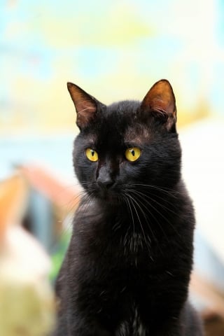 Illustration de l'article : "Les retrouvailles étaient magiques" entre une chatte recueillie par un EHPAD et sa propriétaire qui la cherchait depuis 2 ans et demi