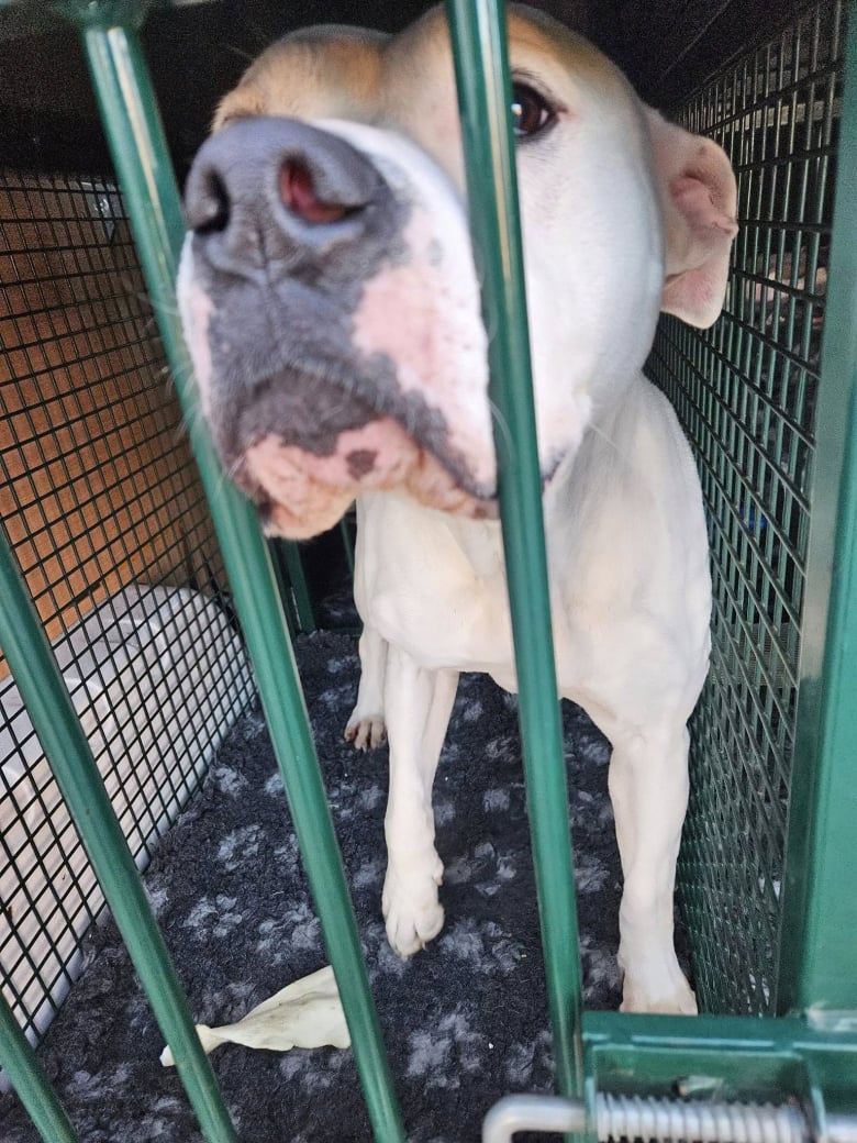 Illustration de l'article : La situation d’un refuge est incontrôlable après qu’il a reçu 36 appels pour des abandons en une semaine