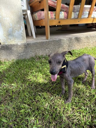 Illustration de l'article : Abandonné à 4 mois, un chiot croise des gendarmes au restaurant et devient la mascotte de leur brigade